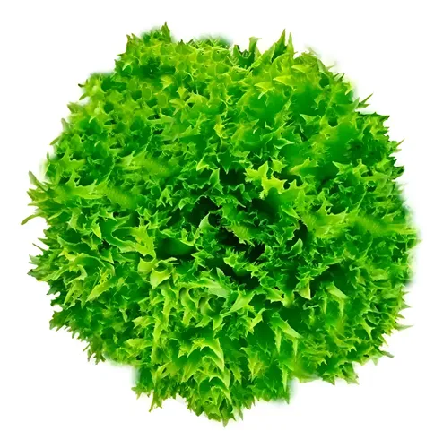 Alface Brunela
