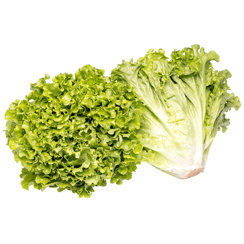 Alface Crespa
